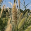 Rozplenica japońska 'Lady U' – Pennisetum, piórkówka kłosy